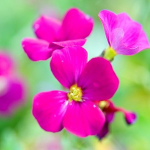 6 x aubriète 'cascade red - aubrieta 'cascade red'  - godet 9x9 cm