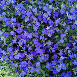 6 x aubriète  - aubrieta 'hamburger stadtpark'  - godet 9x9 cm