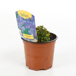 6 x aubriète  - aubrieta 'hamburger stadtpark'  - godet 9x9 cm