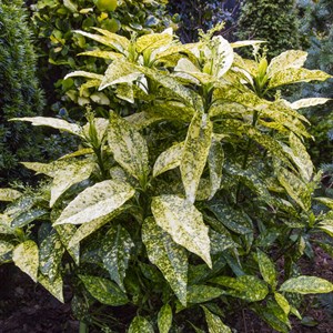 2 x aucuba du japon  - aucuba japonica 'crotonifolia'  - 30-40 cm pot