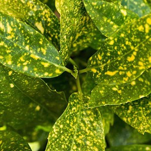 2 x aucuba du japon  - aucuba japonica 'crotonifolia'  - 30-40 cm pot