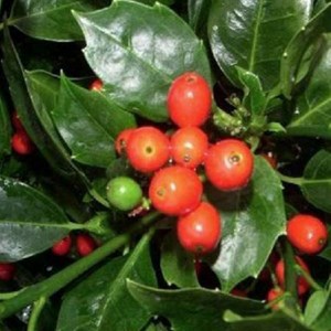 2 x aucuba du japon  - aucuba japonica 'rozannie'  - 30-35 cm pot