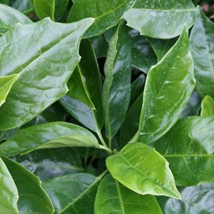 2 x aucuba du japon  - aucuba japonica 'rozannie'  - 30-35 cm pot