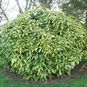 2 x aucuba du japon  - aucuba japonica 'variegata'  - 30-40 cm pot