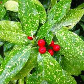 2 x aucuba du japon  - aucuba japonica 'variegata'  - 30-40 cm pot