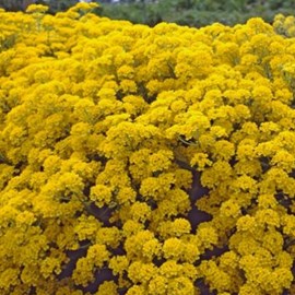 6 x corbeille d'or  - aurinia saxatilis 'compacta'  - godet 9x9 cm