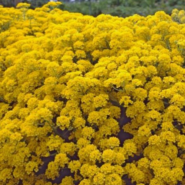 6 x corbeille d'or - aurinia saxatilis 'compacta' - godet 9x9 cm