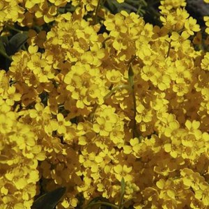 6 x corbeille d'or  - aurinia saxatilis 'compacta'  - godet 9x9 cm