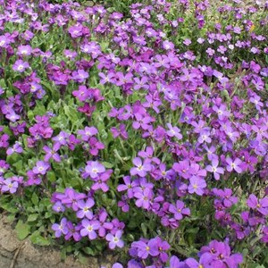 6 x aubriète  - aubrieta 'whitewell gem'  - godet 9x9 cm