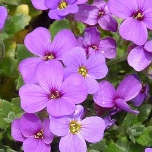 6 x aubriète  - aubrieta 'whitewell gem'  - godet 9x9 cm
