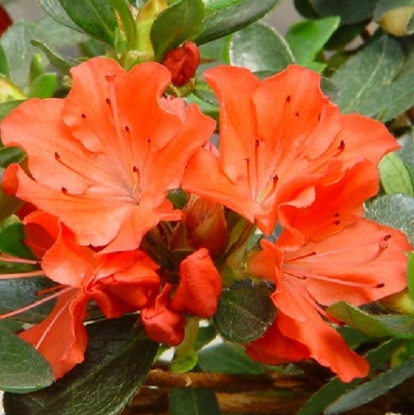 Arborix - 2 x azalée japonaise orange - azalea japonica  - 25-30 cm pot