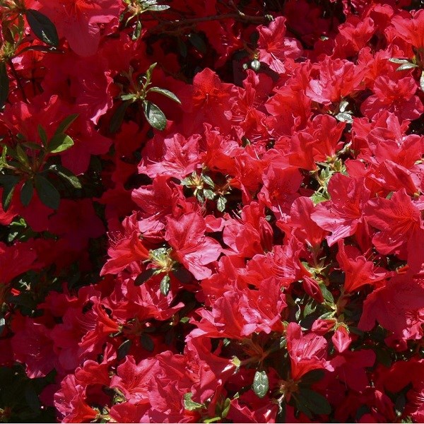 Arborix - 2 x azalée japonaise rouge - azalea japonica  - 25-30 cm pot