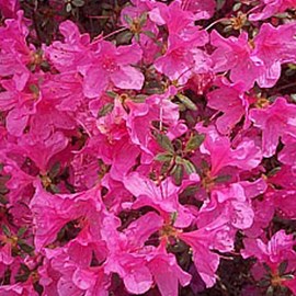 2 x azalée japonaise rose - azalea japonica  - 25-30 cm pot