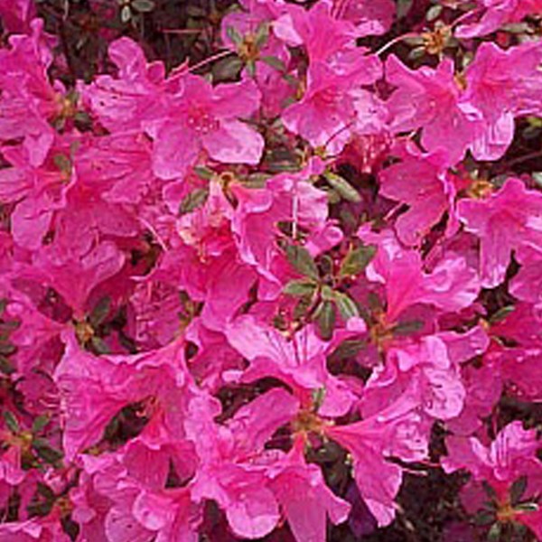 Arborix - 2 x azalée japonaise rose - azalea japonica  - 25-30 cm pot