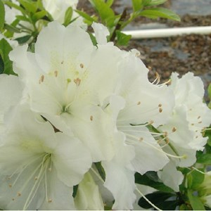 2 x azalée japonaise blanc - azalea japonica  - 25-30 cm pot