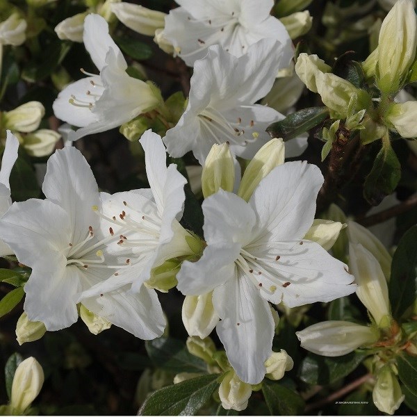 2 x azalée japonaise blanc - azalea japonica - 25-30 cm pot