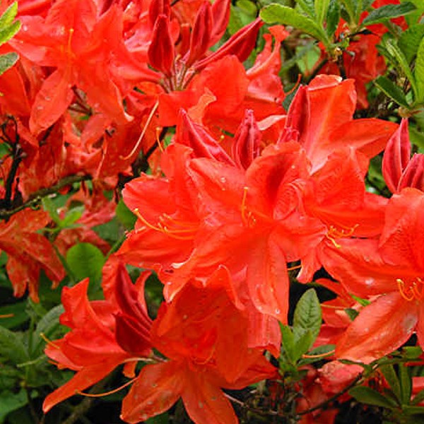 Arborix - Azalée caduque knaphill rouge - azalea knaphill  - 40-50 cm pot