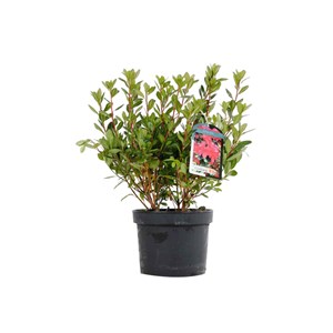 Azalée caduque knaphill rouge - azalea knaphill  - 40-50 cm pot