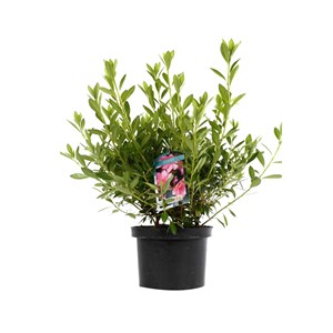 Azalée caduque knaphill rose - azalea knaphill  - 60-80 cm pot