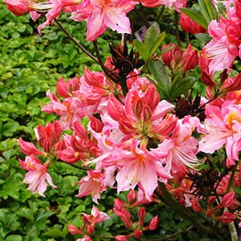 Azalée caduque knaphill rose - azalea knaphill  - 40-50 cm pot