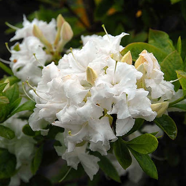 Arborix - Azalée caduque knaphill blanc - azalea knaphill  - 60-80 cm pot