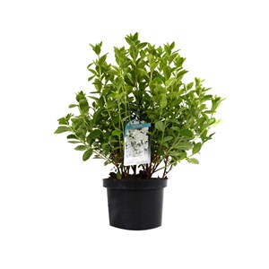Azalée caduque knaphill blanc - azalea knaphill  - 60-80 cm pot
