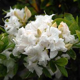 Azalée caduque knaphill blanc - azalea knaphill  - 40-50 cm pot