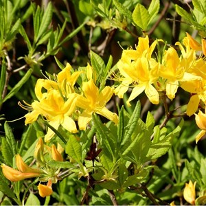 Azalée caduque mollis jaune - azalea mollis  - 60-80 cm pot