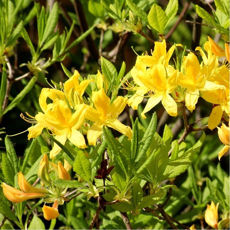 Arborix - Azalée caduque mollis jaune - azalea mollis  - 80-100 cm pot