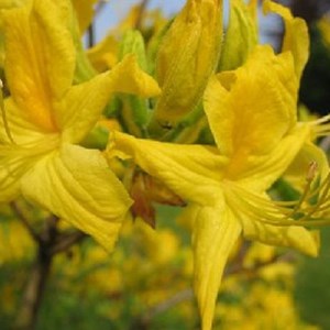 Azalée caduque mollis jaune - azalea mollis  - 80-100 cm pot