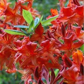 Azalée caduque mollis rouge - azalea mollis  - 40-50 cm pot