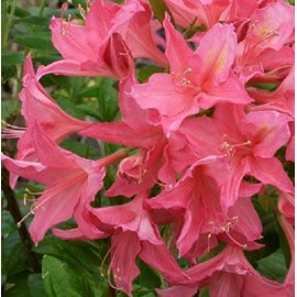 Azalée caduque mollis rose - azalea mollis  - 40-50 cm pot