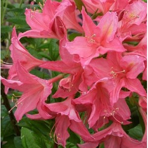 Azalée caduque mollis rose - azalea mollis  - 40-50 cm pot