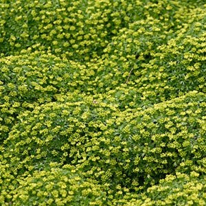 6 x azorelle - azorella trifurcata  - godet 9x9 cm