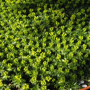 6 x azorelle - azorella trifurcata  - godet 9x9 cm