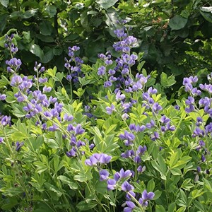 6 x podalyre - baptisia australis  - godet 9x9 cm