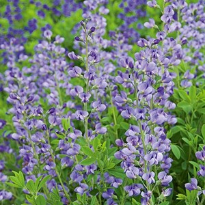 6 x podalyre - baptisia australis  - godet 9x9 cm