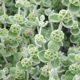 6 x ballote - ballota pseudodictamnus  - godet 9x9 cm