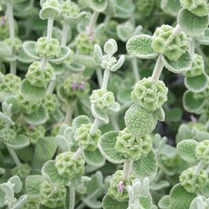 6 x ballote - ballota pseudodictamnus  - godet 9x9 cm