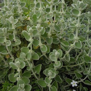 6 x ballote - ballota pseudodictamnus  - godet 9x9 cm