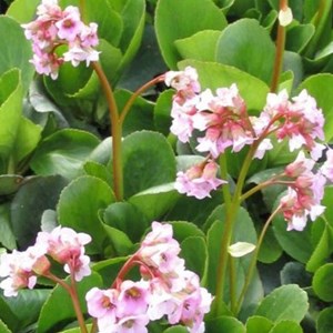 Bergenia 'baby doll' - godet 9x9 cm