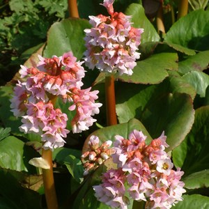 6 x bergenia 'baby doll' - godet 9x9 cm