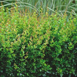 2 x épine-vinette  - berberis buxifolia 'nana'  - 20-25 cm pot