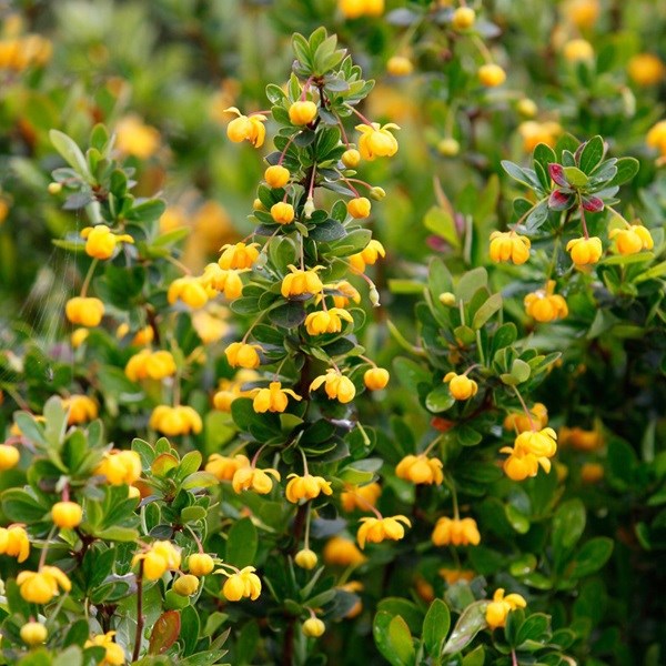 Arborix - 2 x épine-vinette  - berberis buxifolia 'nana'  - 20-25 cm pot