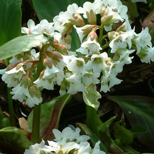 Bergenia 'bressingham white' - godet 9x9 cm
