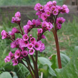 6 x plante des savetiers - bergenia cordifolia  - godet 9x9 cm