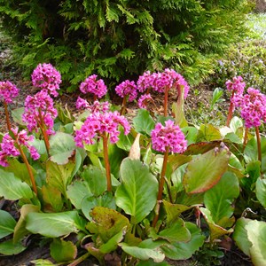 6 x plante des savetiers - bergenia cordifolia  - godet 9x9 cm