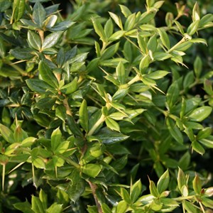 2 x épine-vinette  - berberis frikartii 'amstelveen'  - 25-30 cm pot