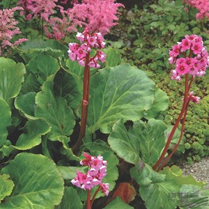 6 x bergenia 'morgenröte - bergenia 'morgenrote'  - godet 9x9 cm
