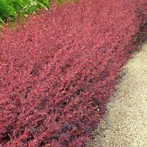 2 x épine-vinette  - berberis ottawensis 'auricoma'  - 40-50 cm pot